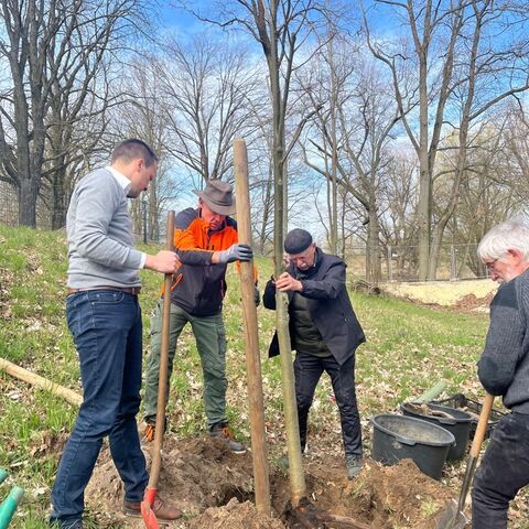 Br&uuml;hlsche Sommerlinde im Rosengarten, Foto: Sven Zuber