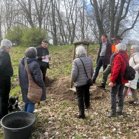 Br&uuml;hlsche Sommerlinde im Rosengarten, Foto: Sven Zuber